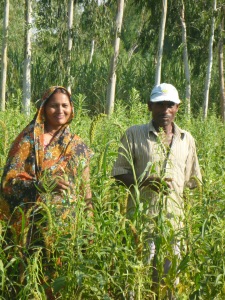 A mixed crop farm in Sitapur, UP